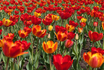 lawn with red and yellow tulips