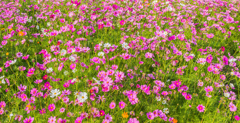 image of Group of Purple cosmos flower in the field.