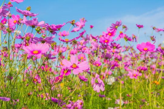 image of Group of Purple cosmos flower in the field.