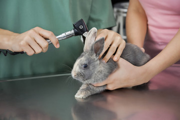 Nurse Examining Rabbit With Otoscope On Table
