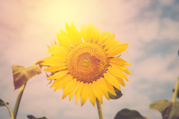 Sunflower blossom. vintage filter