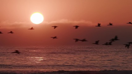 Birds flying in slow motion at sunset over the sea - Powered by Adobe