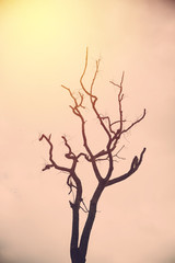 Abstract dead tree