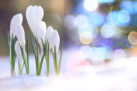 snowdrops crocus spring card