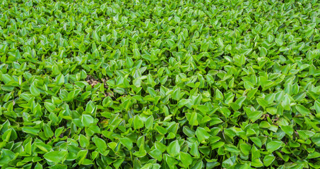 group of water hyacinth