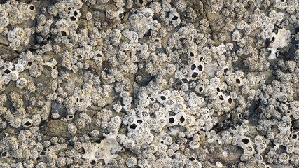 Macro detail of shellfish on stone great for design, website, wa