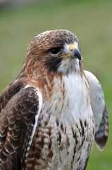 Rotschwanzbussard