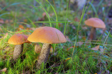 three orange-cap boletus in the grass