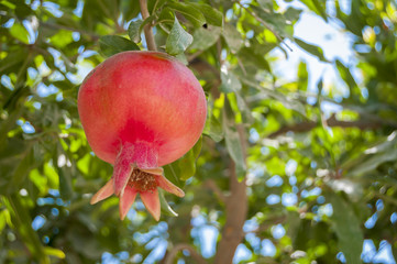 Pomegranate stock image