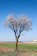 Fototapeta premium An almond tree in blossom in an agricultural landscape in Toledo Province, Spain.