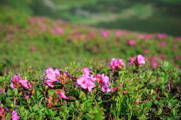 Blossom of rhododendron flowers in mountains