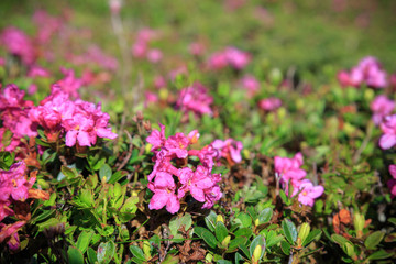 Blossom of rhododendron flowers in mountains