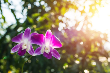Orchids flower
