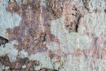Tree bark texture