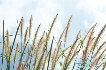 Obraz premium Nature background with grass - vintage soft light tone