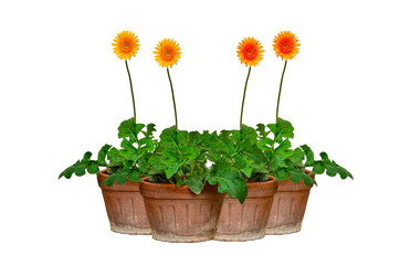 Gerber flowers in pot