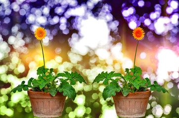 Gerber flowers in pot