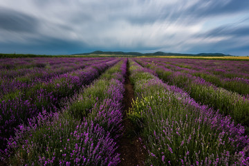 Fototapeta na wymiar Lavender field at the end of June, near Burgas city, Bulgaria 