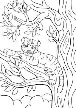 Coloring pages. Wild animals. Little cute baby tiger lays and smiles.