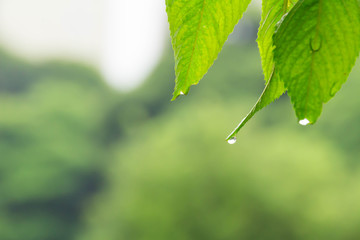 Leaves get wet in the rain