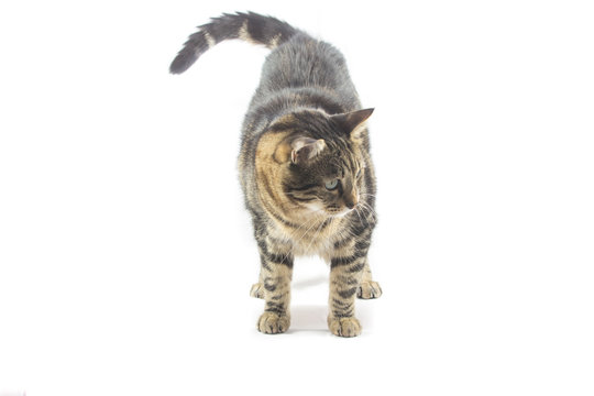 Grosso gatto tigrato 