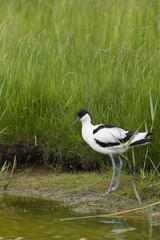 Pied Avocet wading in water