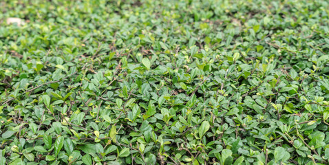 Green leaves wall