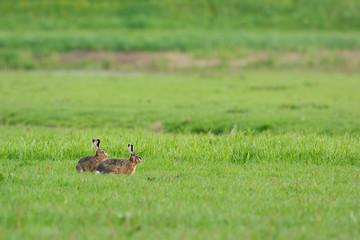 Running hares