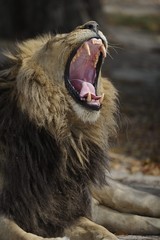 Naklejka premium lion baillement gueule grande ouverte Okavango Botswana