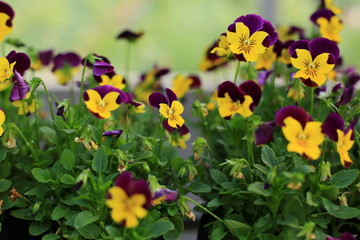Violas flowers in the garden