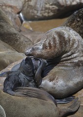 otaries lion de mer,mère et son petit Cap Cross Namibie