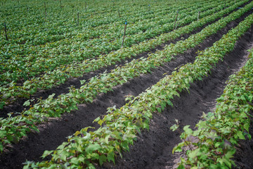 Fototapeta na wymiar Outdoor photo of soy bean plants in a field,soybean field with rows of soya bean plants, selective focus