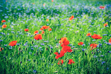 Poppy and blue centaury flowers field in summer.