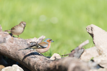 Common Chaffinch and sparrow