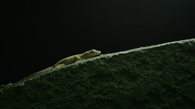 Thailand common house gecko hunting fruit fly on the wall
