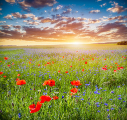 Poppy field, summer countryside landscape at sunset