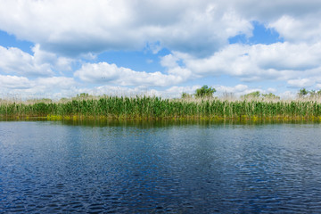 Fototapeta na wymiar Fields of cane in Danube Delta with blue sky