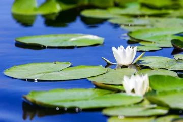 Crédence de cuisine en verre imprimé Nénuphars White water lily flower in Danube Delta