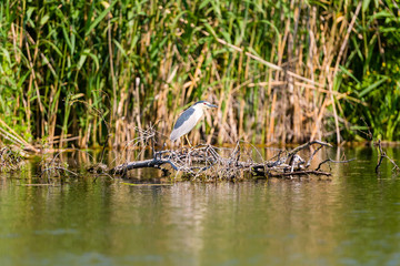 Black-crowned Night Heron