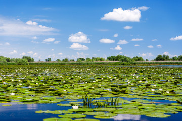 Danube Delta landscape with waterlily