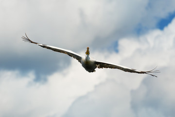 Front of a White Pelican in flight