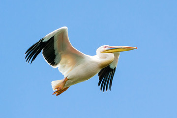 Pelican in flight