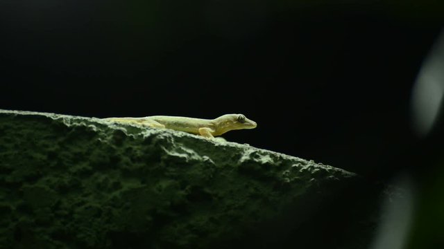 Thailand common house gecko hunting fruit fly on the wall