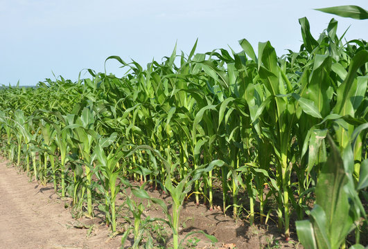 Corn field. Cornfield.