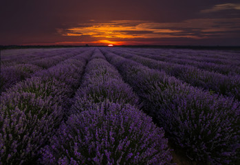 Naklejka na ściany i meble Amazing landscape with lavender field at sunset