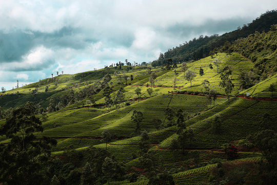 Teefelder in Sri Lanka