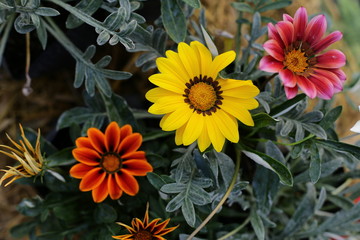 beauty full gazania  flowers in the garden 