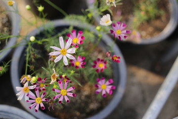 beauty full butterfly flower plant in the garden 