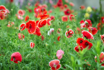 Obraz premium Red poppy flowers
