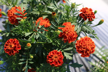 beauty full French Marigolds  flowers in the garden 